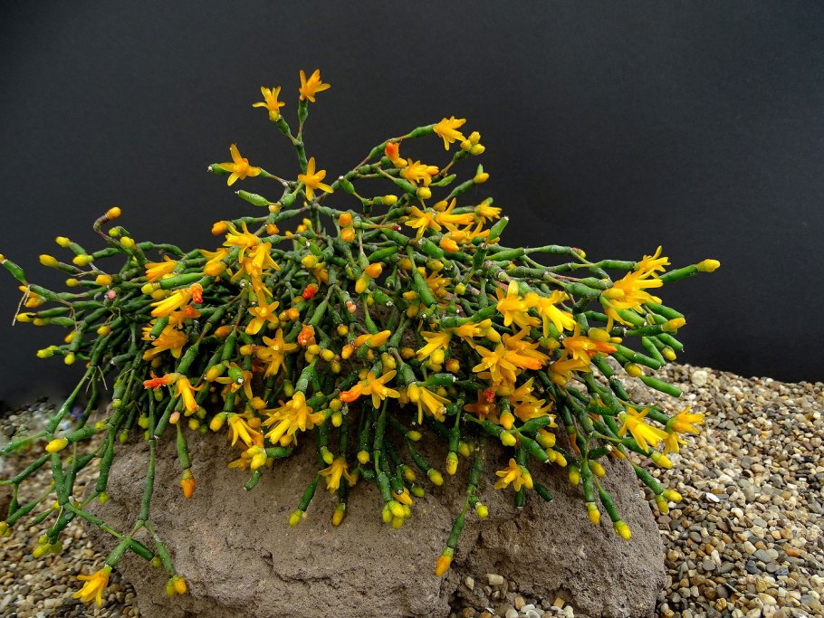 Хатиора саликорниевидная суккулент