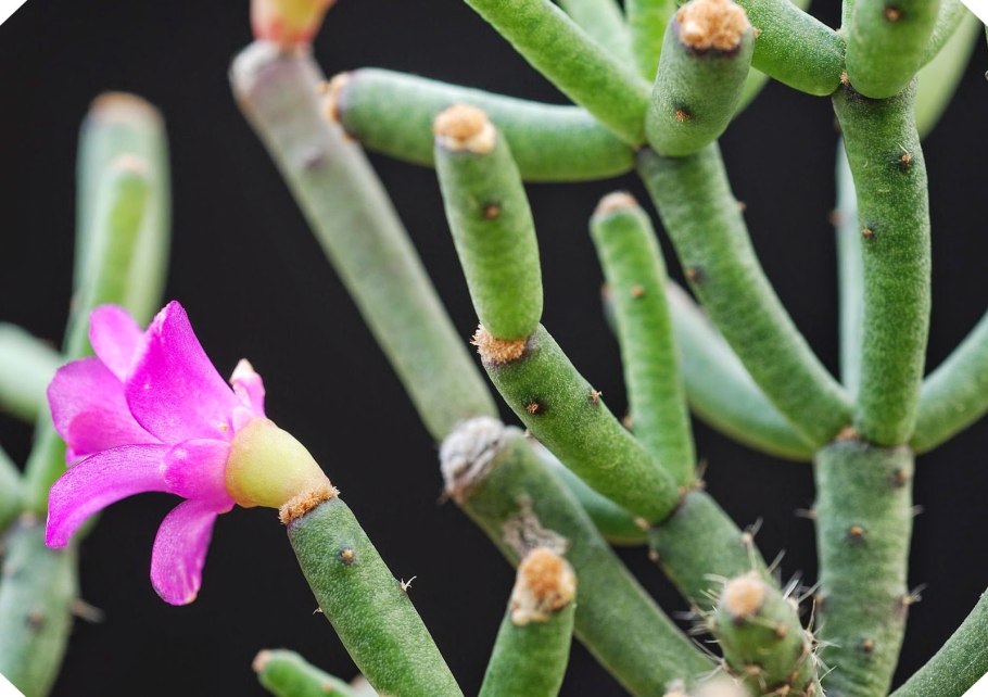 Хатиора Танцующие кости