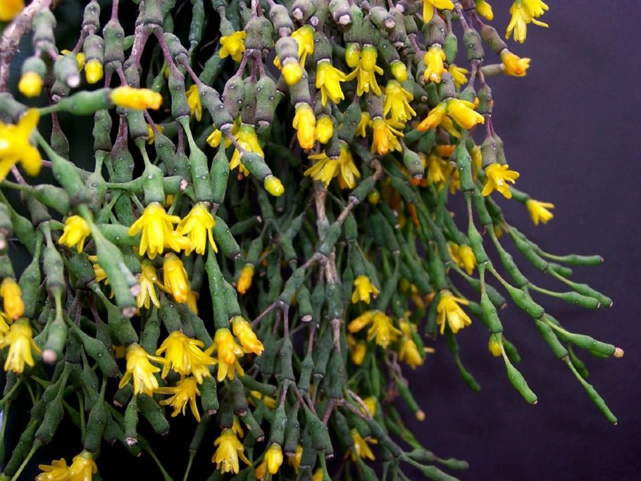 Хатиора солянковидная