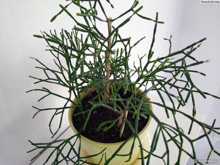 Хатиора палочник