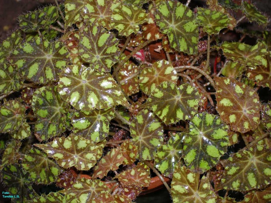 Бегония крапчатая