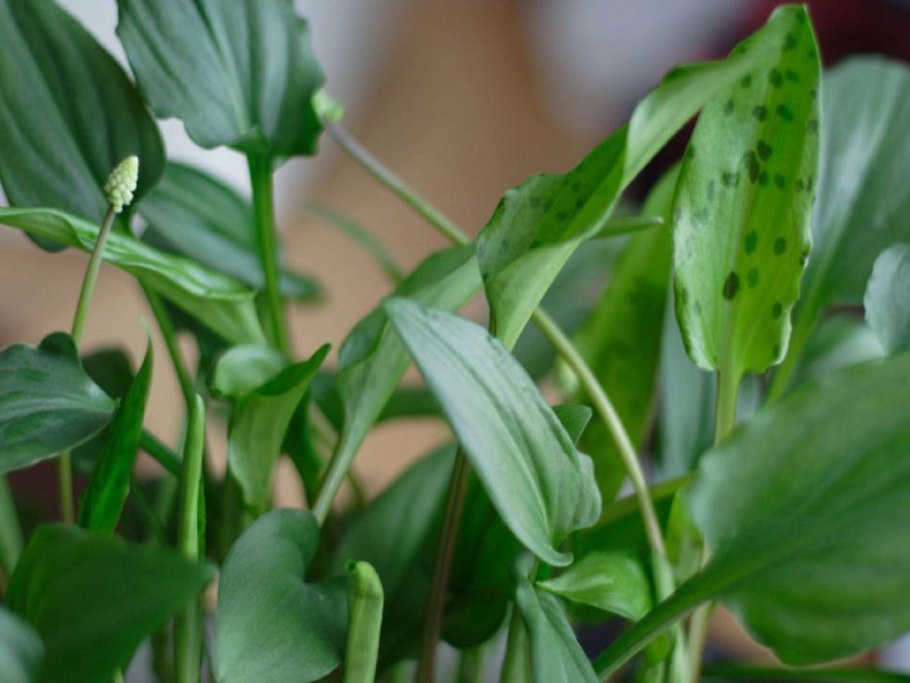 Луковичные дримиопсис