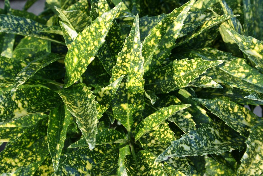 Аукуба Японика