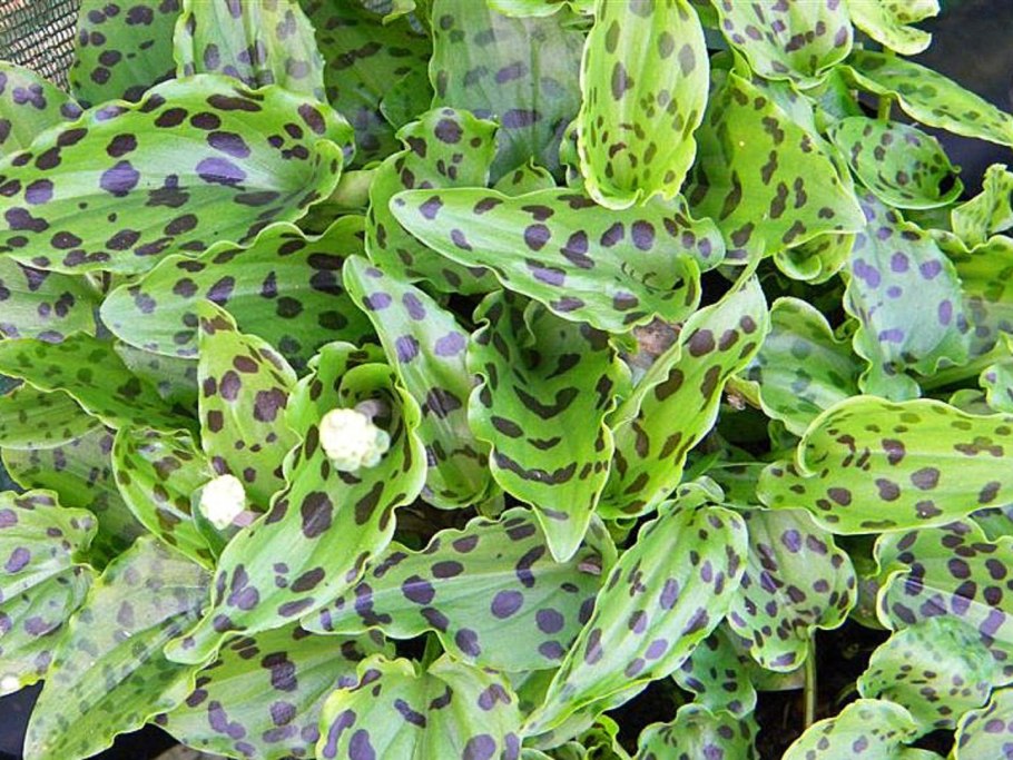 Дримиопсис крапчатый