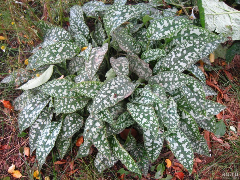 Медуница сахарная