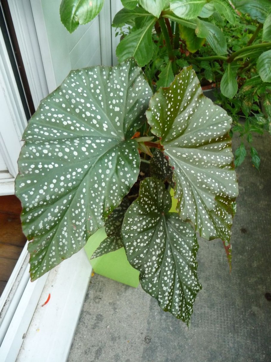 Бегония Браутюигтер