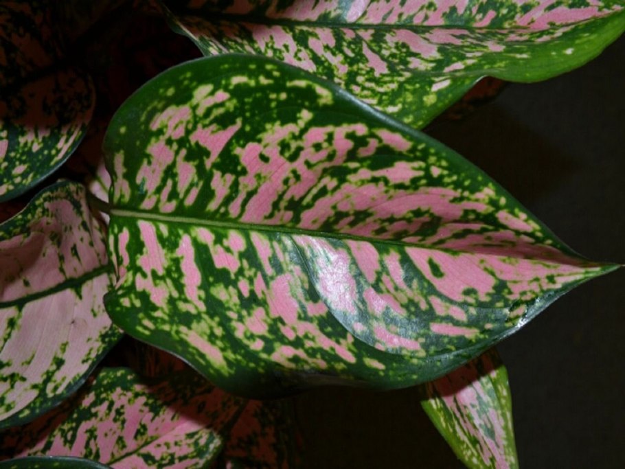 Аглаонема Родина растения