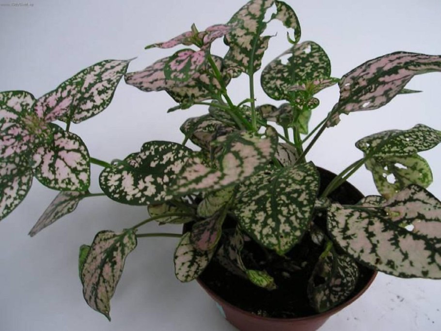 Гипоэстес аглаонема