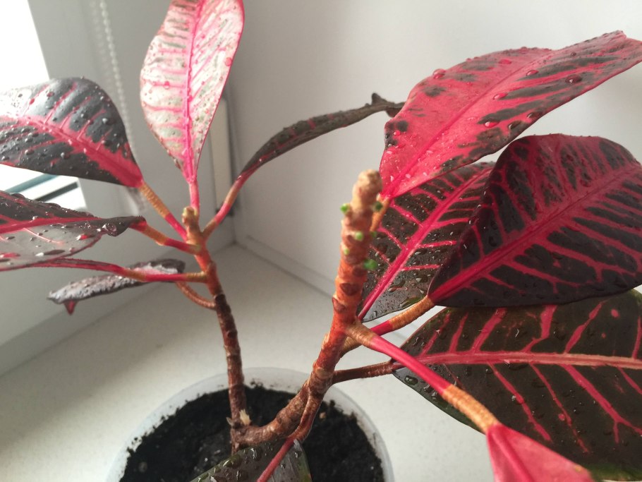 Кротон фикус растение