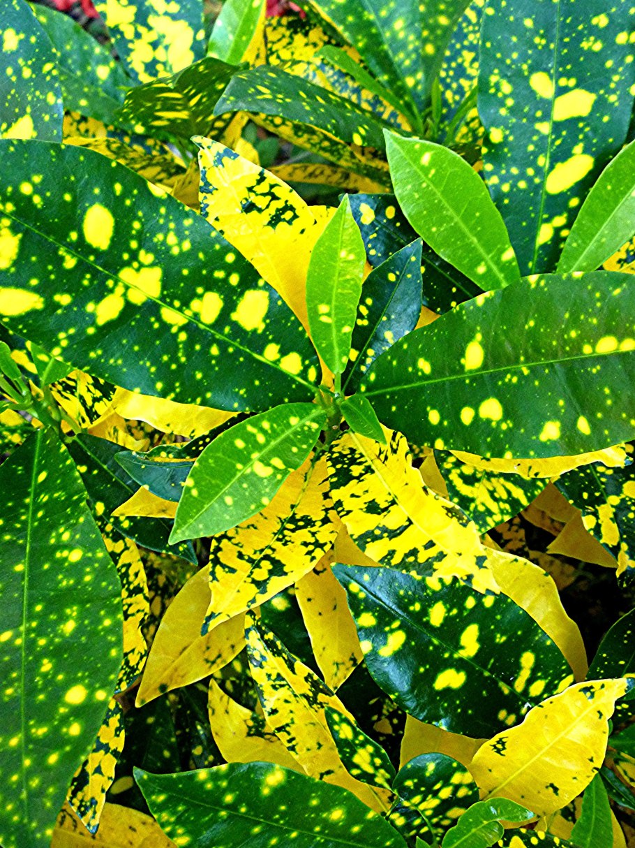 Кротон Gold Dust