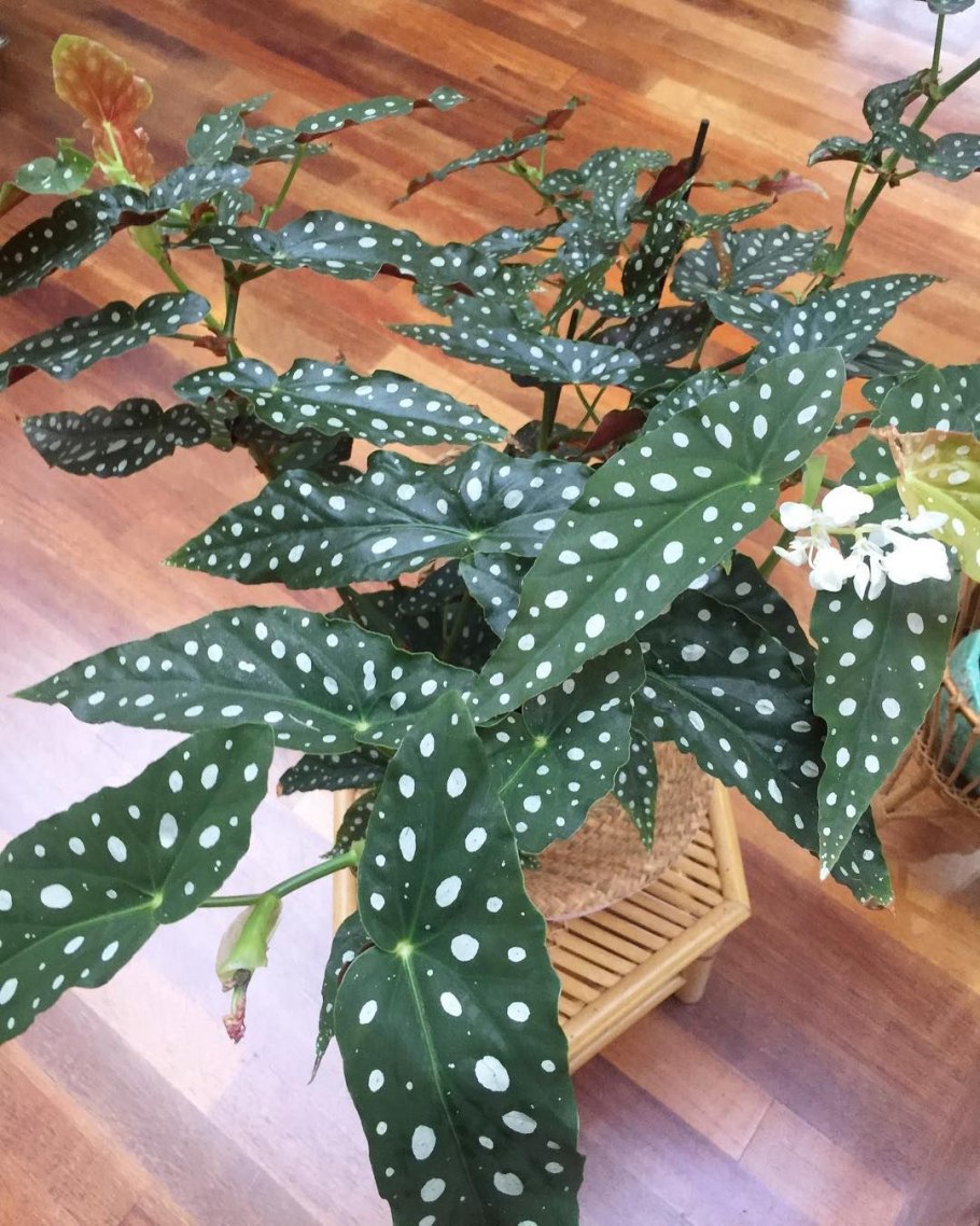 Begonia maculata wightii