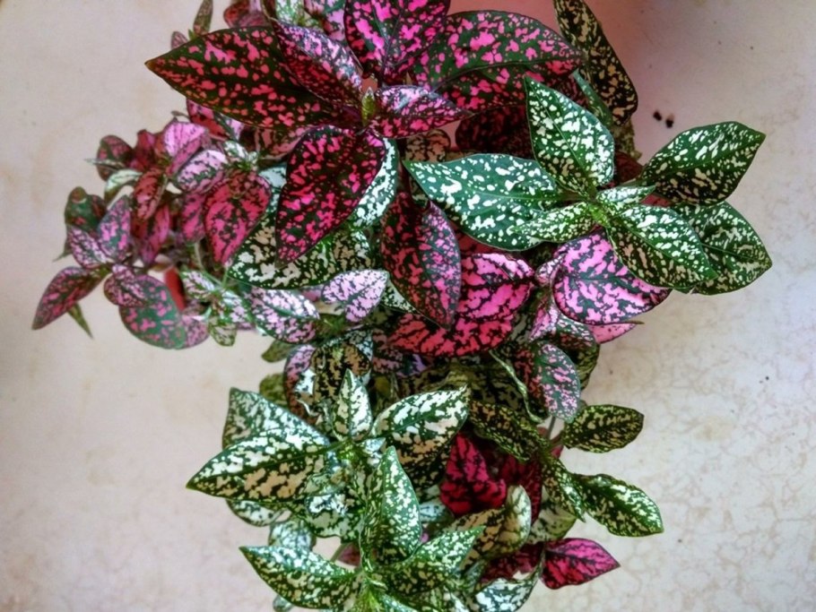 Гипоэстес конфетти белый