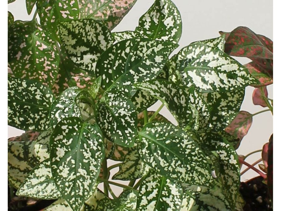 Гипоэстес зеленый с пятнышками