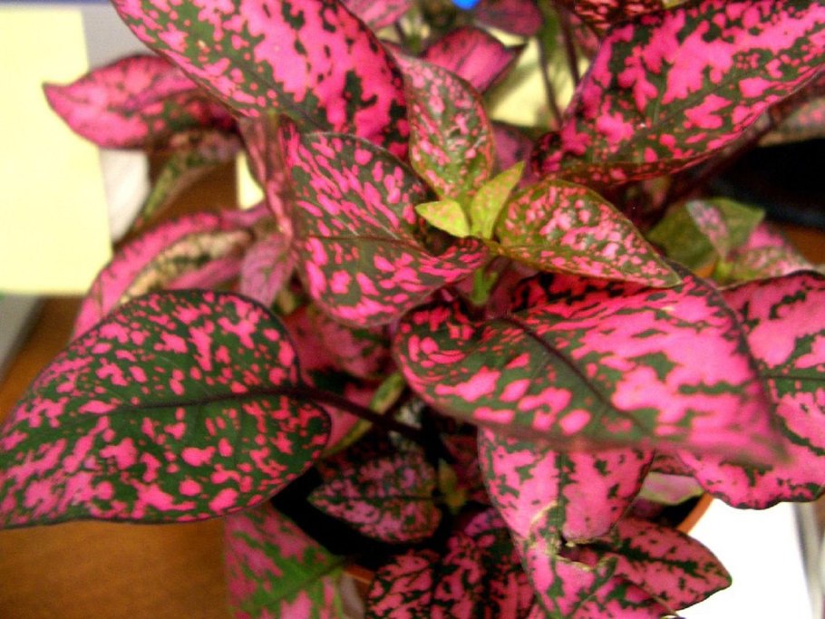 Гипоэстес аглаонема