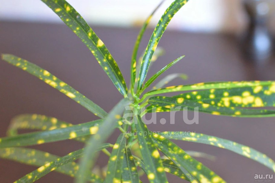 Кротон пятнистый узколистный