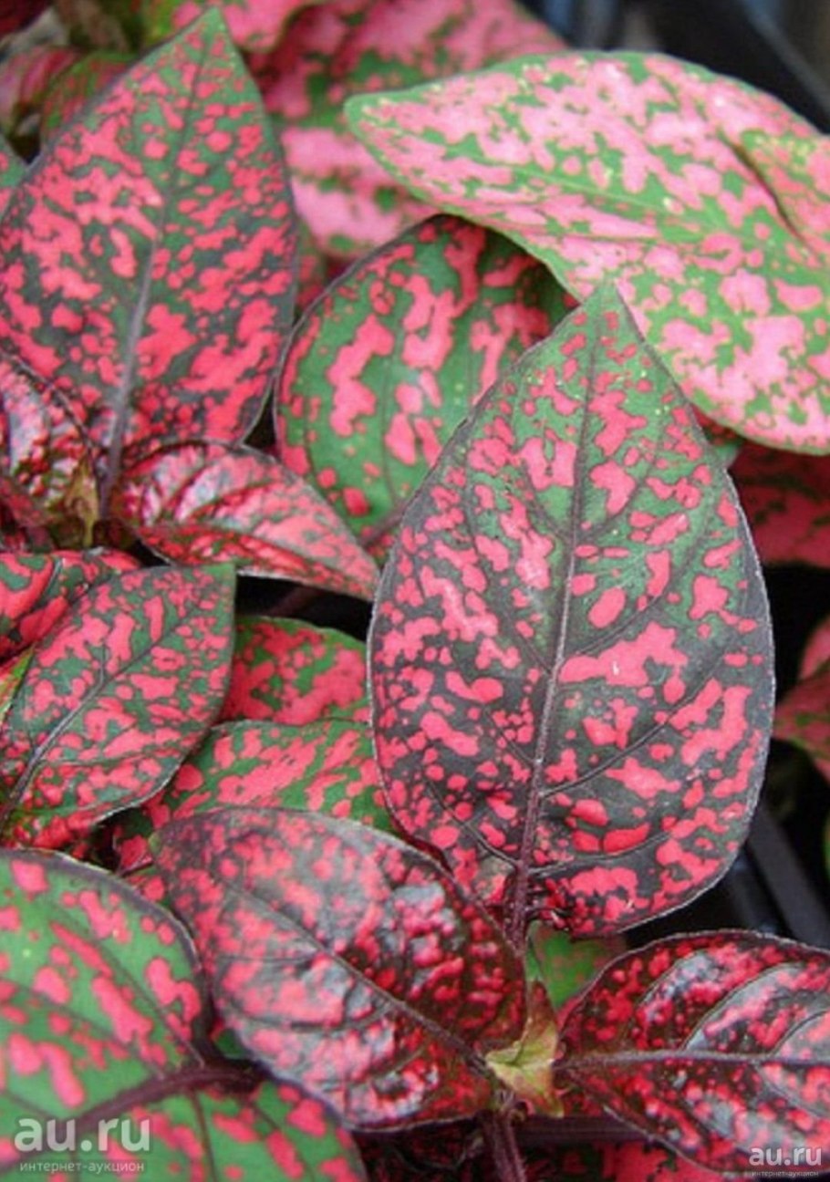 Гипоэстес листоколосковый