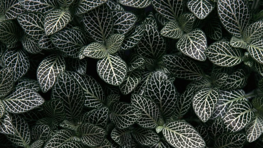 Fittonia Lime Mentha