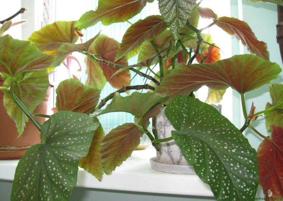 Бегония крупнолистная зеленая