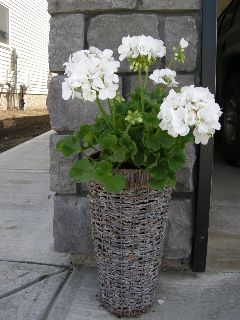 Белая зональная пеларгония в кашпо