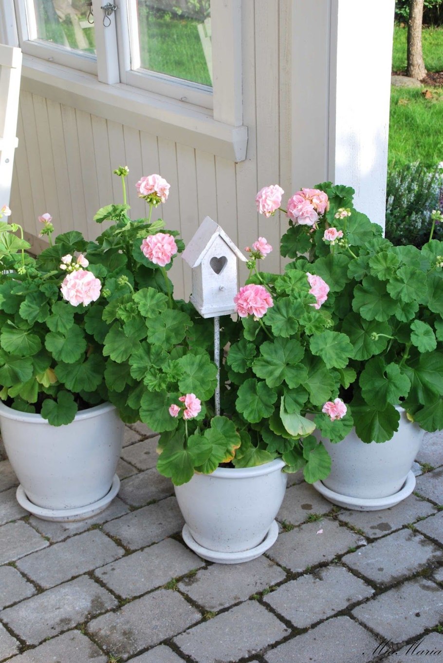 Контейнерное Садоводство герань