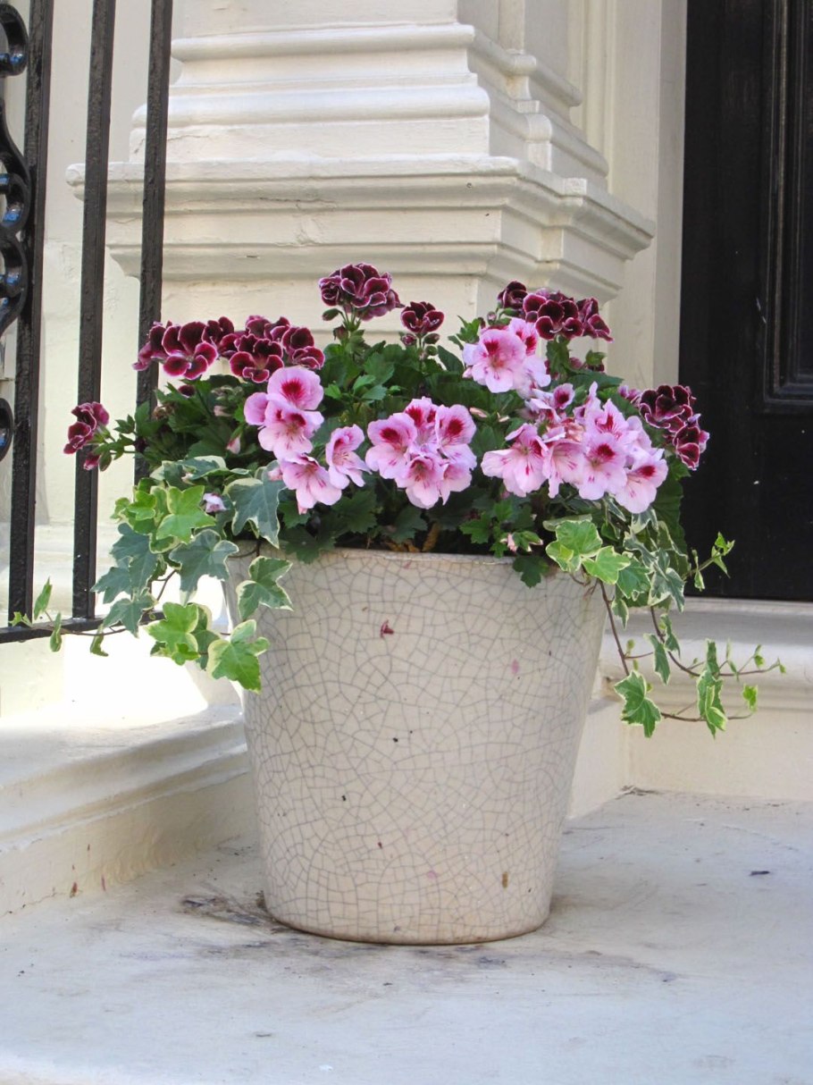 Пеларгония в кашпо