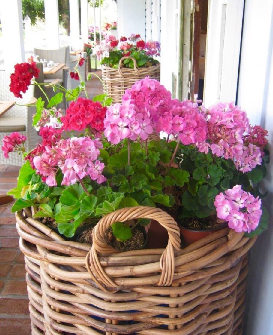 Контейнерное Озеленение пеларгония