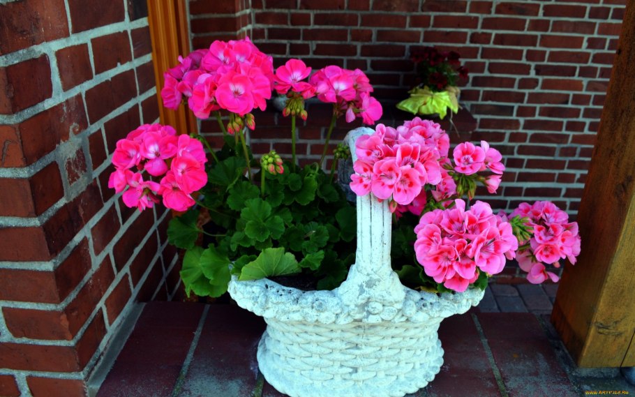 Бегония плющелистная