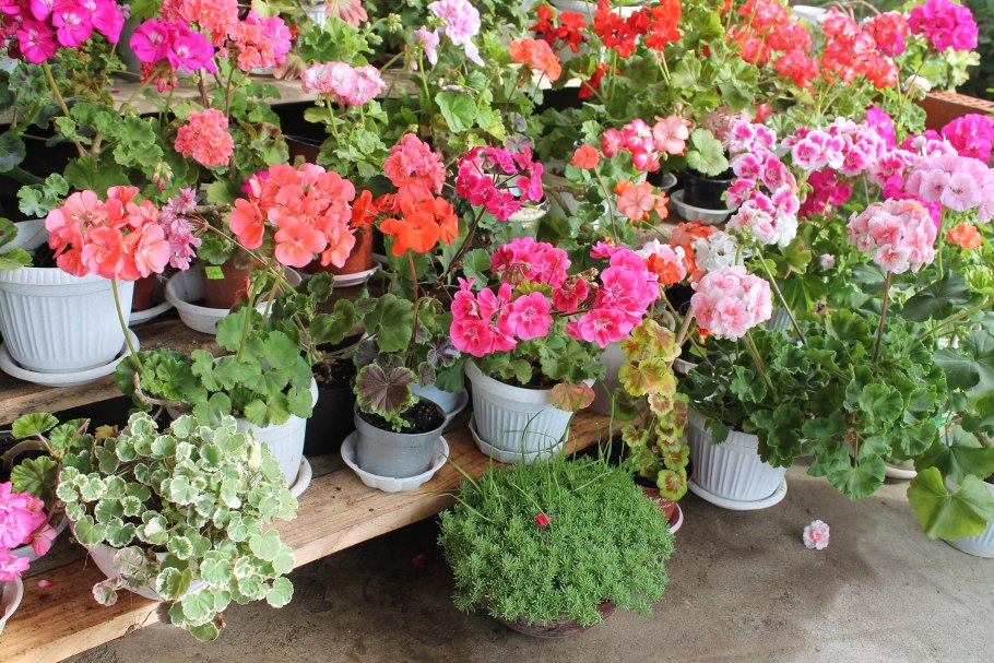 Пеларгония на улице