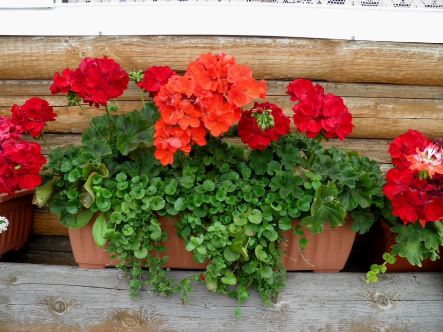 Бегония плющелистная