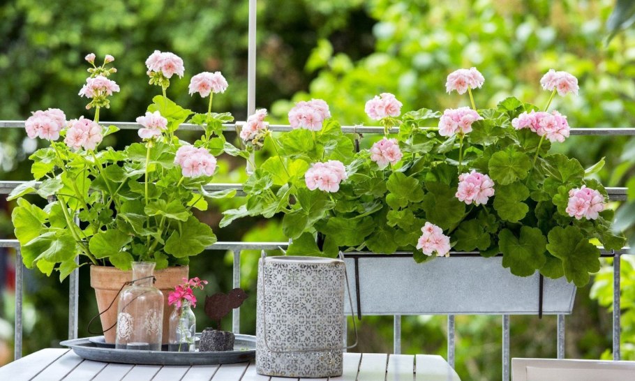 Пеларгония в саду