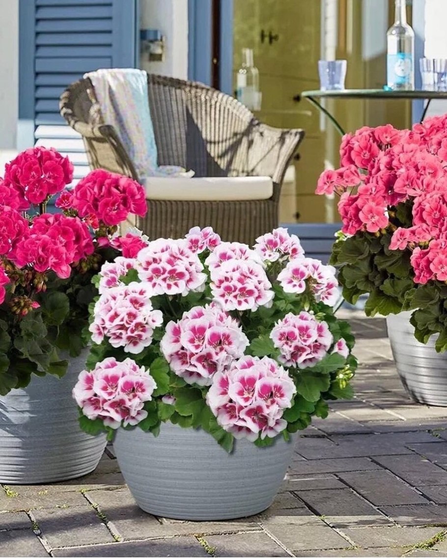 Пеларгония зональная Savannah Tex Mex Fire