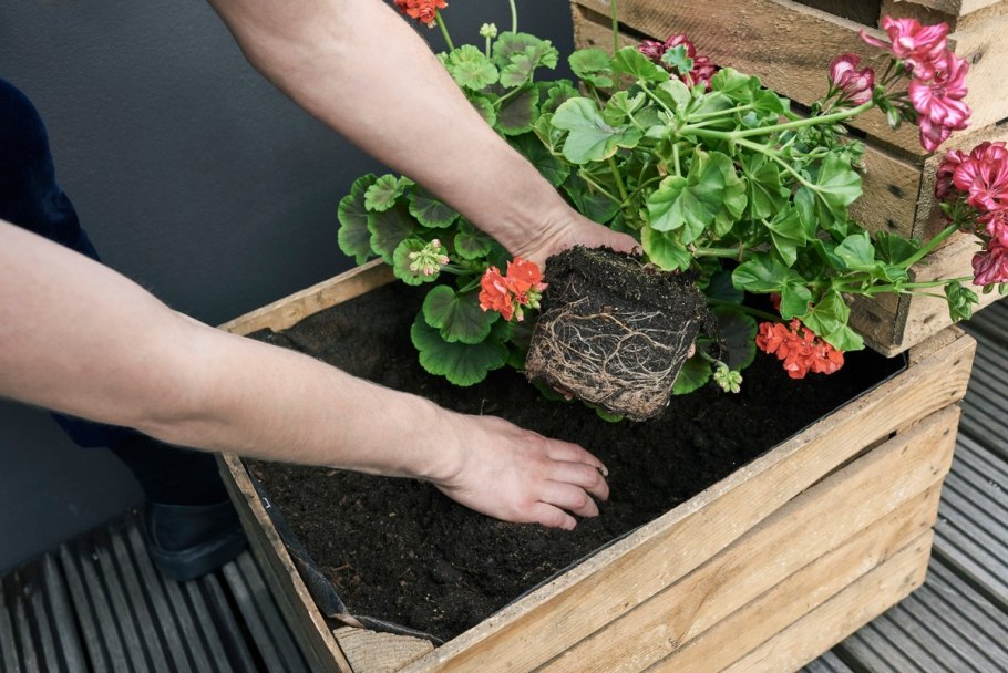Посев пеларгонии в ящики