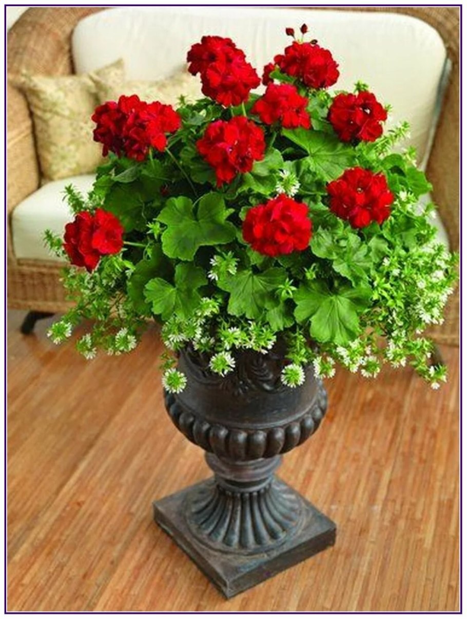 Пеларгония в вазонах