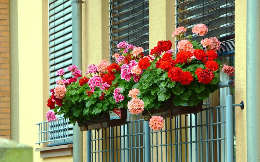 Герань пеларгония на балконе