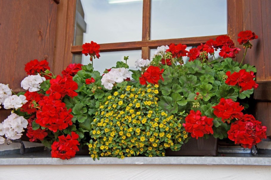 Композиции из герани на клумбе