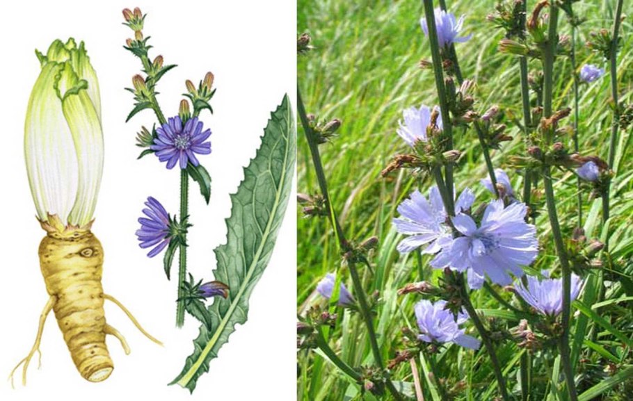 Семена Витлуф конус Аэлита