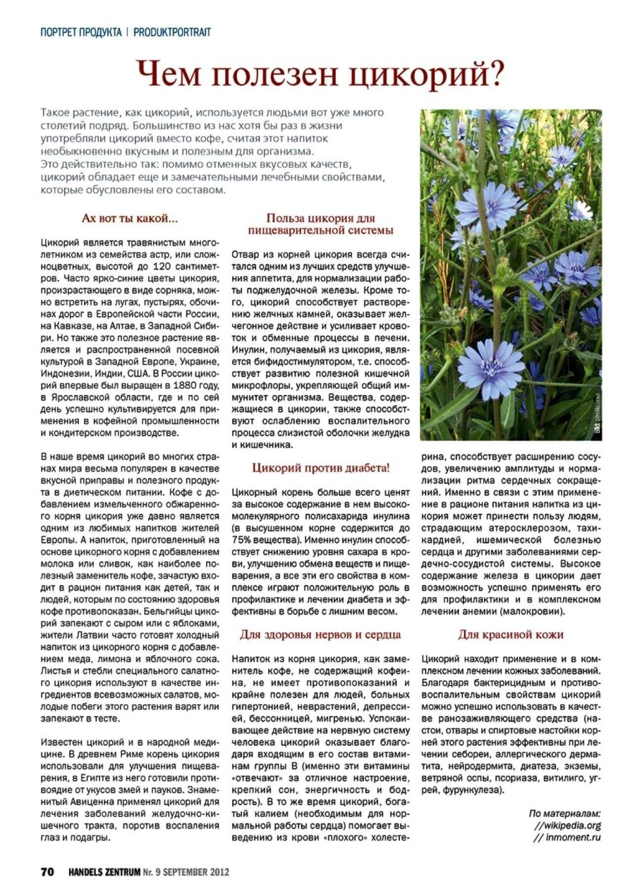 Чем полезен цикорий