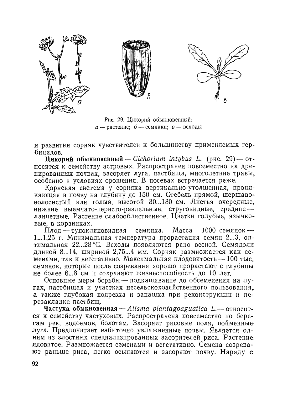 Цикорий обыкновенный формула цветка