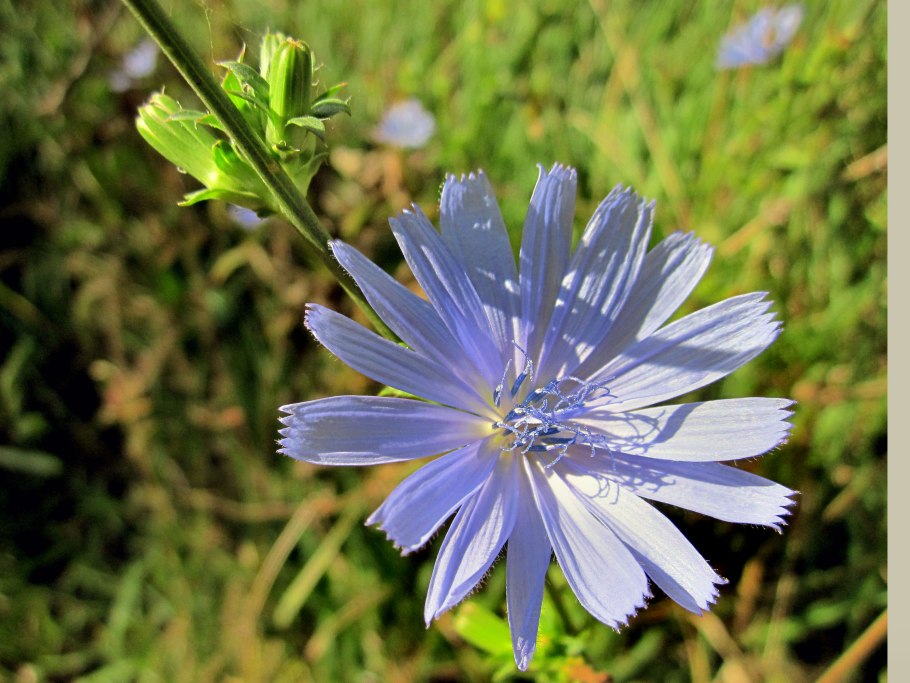 Дикий цикорий (Cichorium