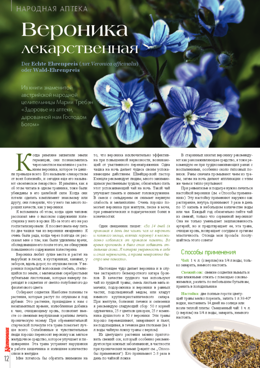 Цикорий обыкновенный Cichorium intybus