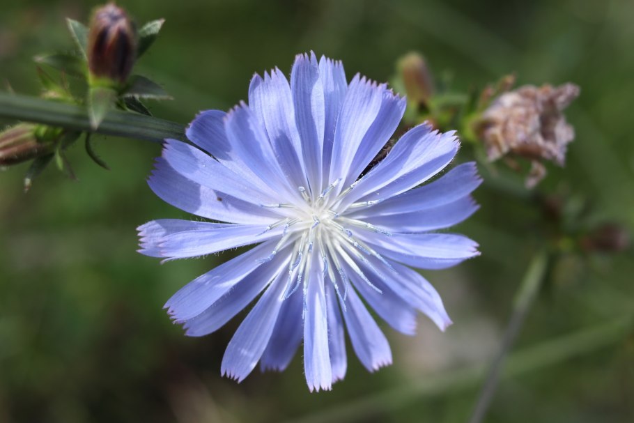 Строение цикория обыкновенного