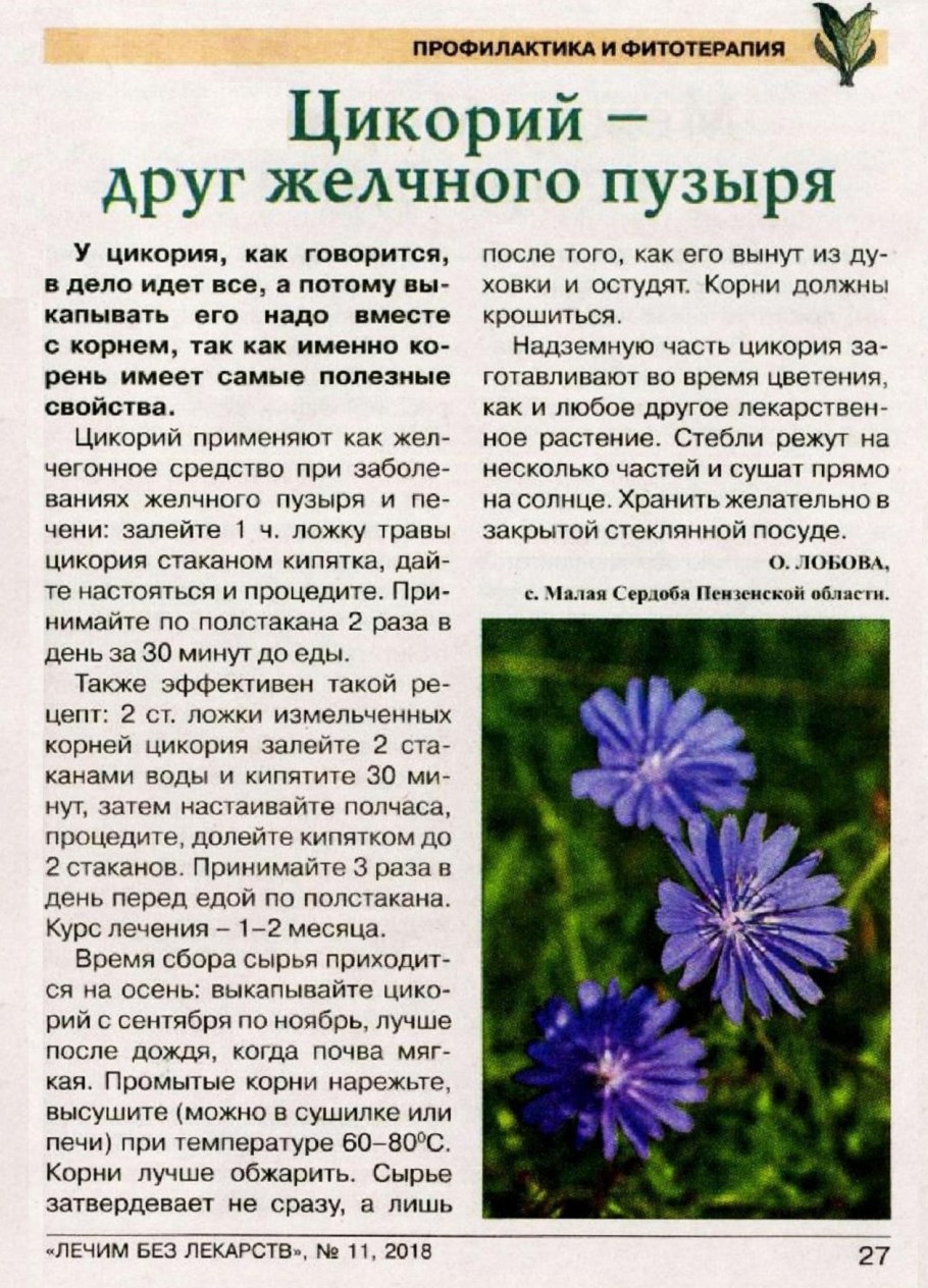 Цикорий обыкновенный формула цветка