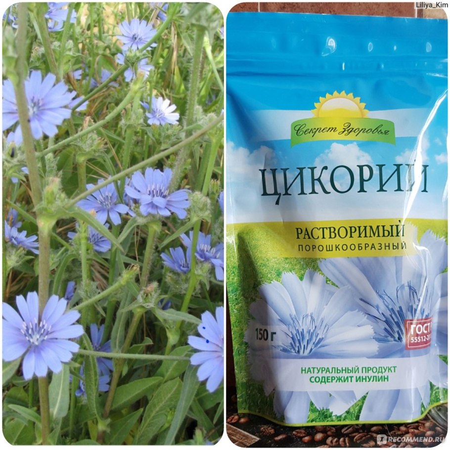 Цикорий обыкновенный цветок