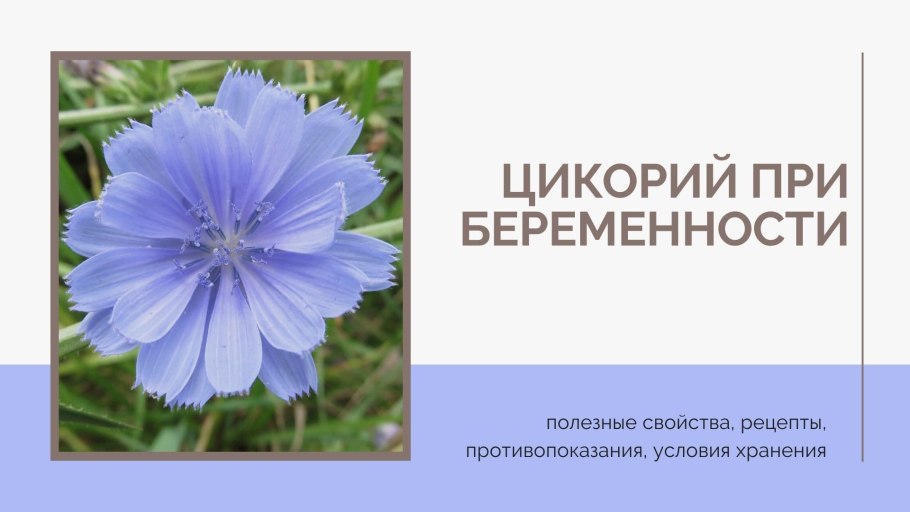 Цикорий здоровье 100гр м/у (12) производитель