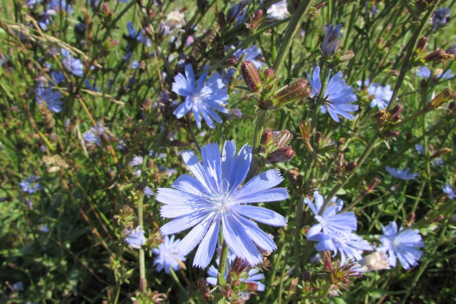 Цикорий обыкновенный cichorium intybus