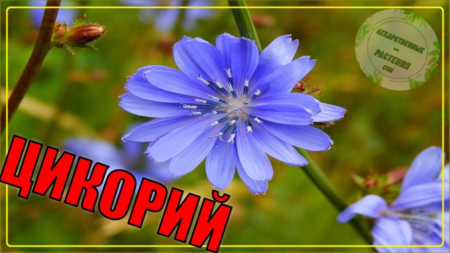 Цикорий обыкновенный сорные растения