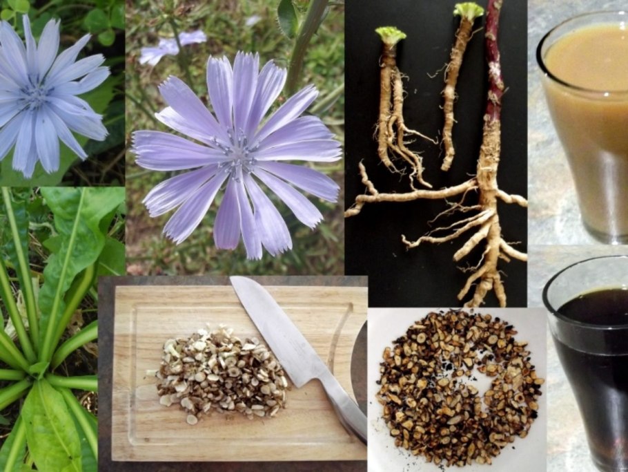 Корень цикория сушеный