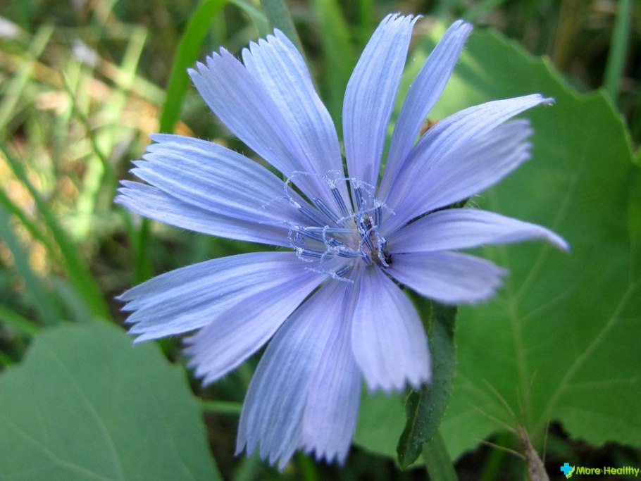 Цикорий быстрорастворимый состав