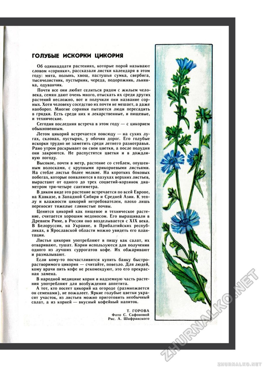 Целебные свойства цикория