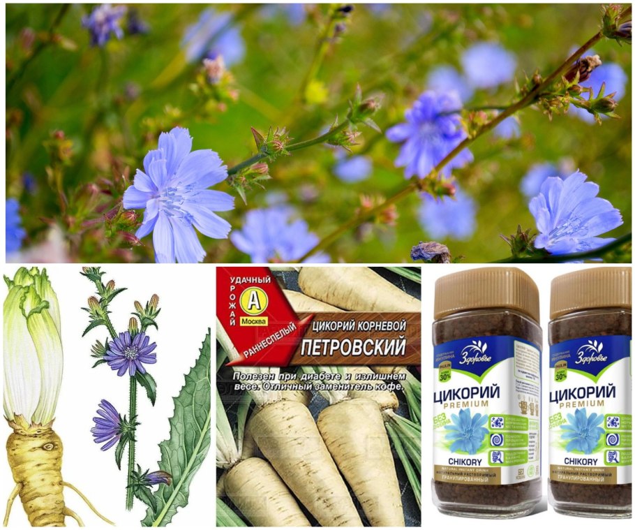 Медопродуктивность цикория